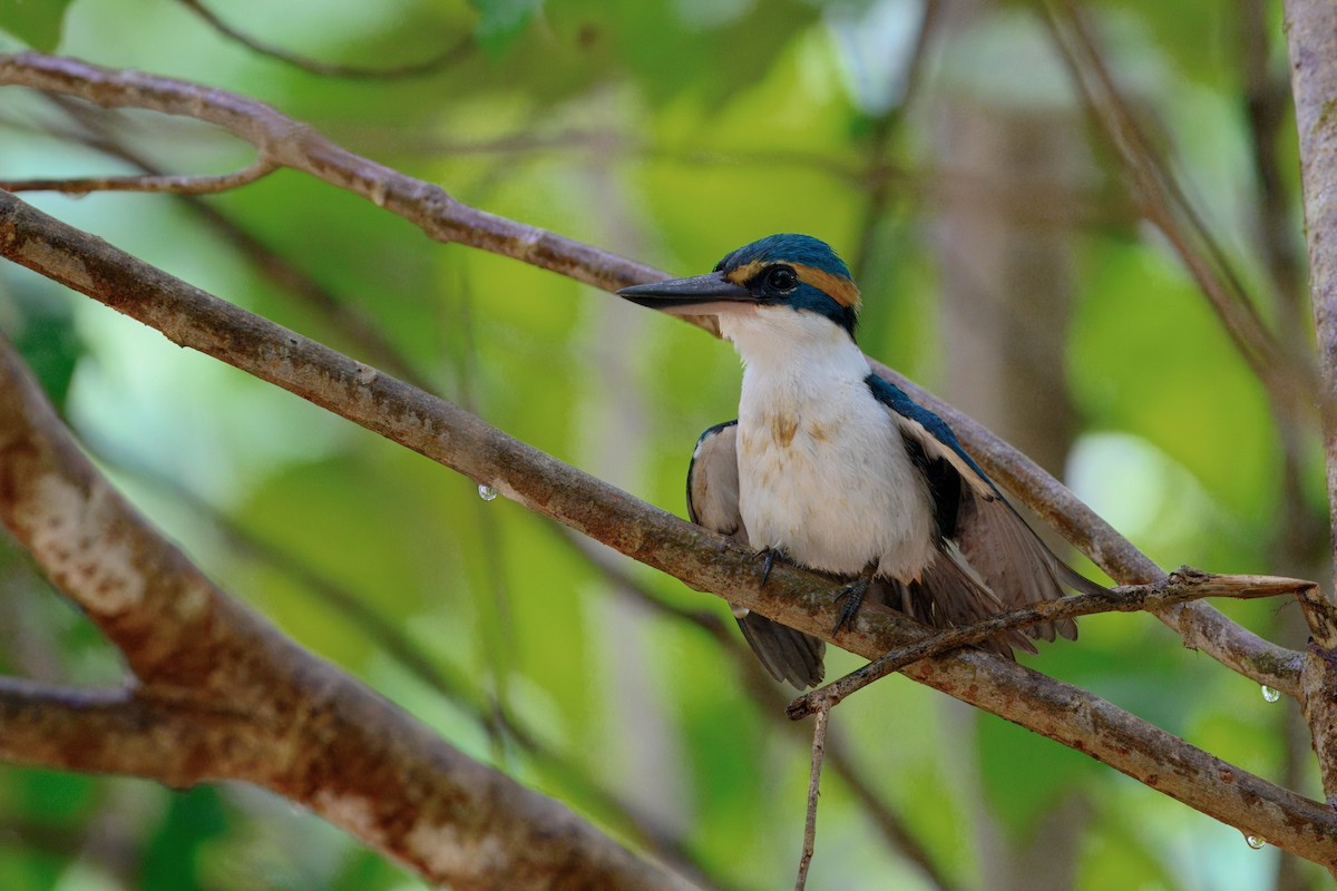 Pasifik Yalıçapkını - ML644021921