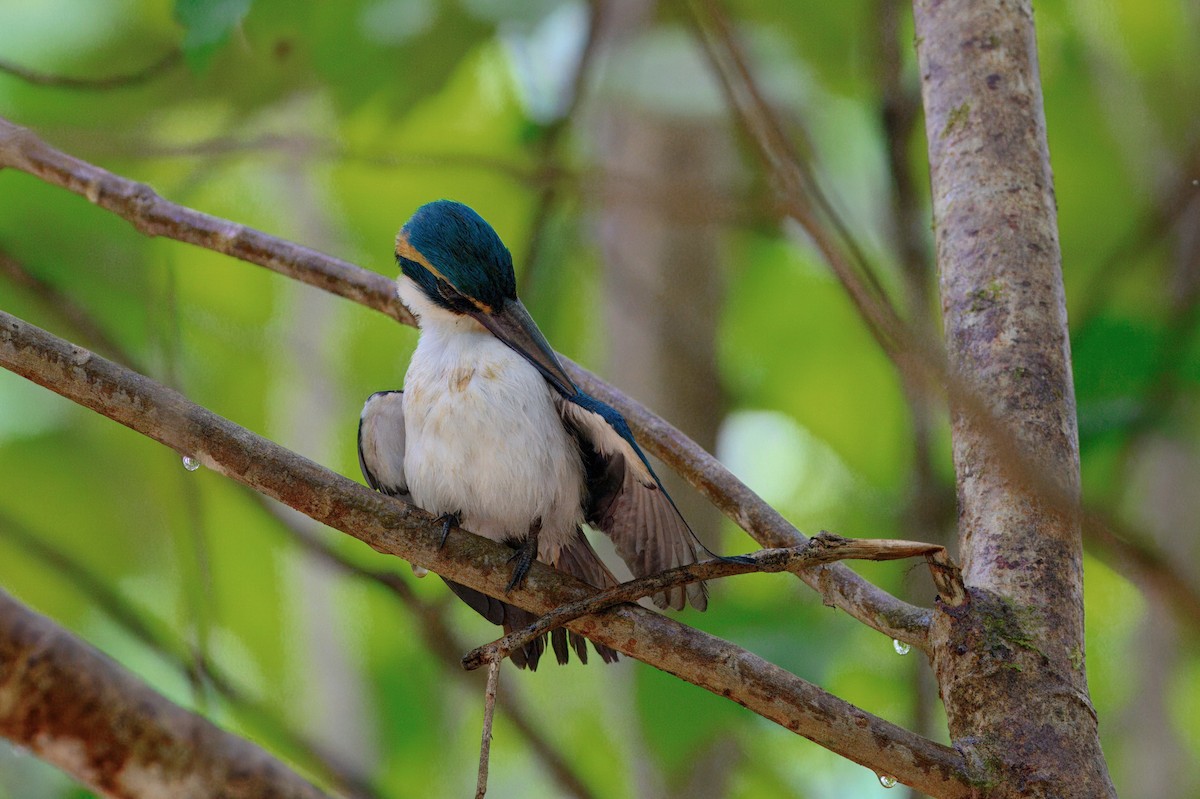 Pasifik Yalıçapkını - ML644021922