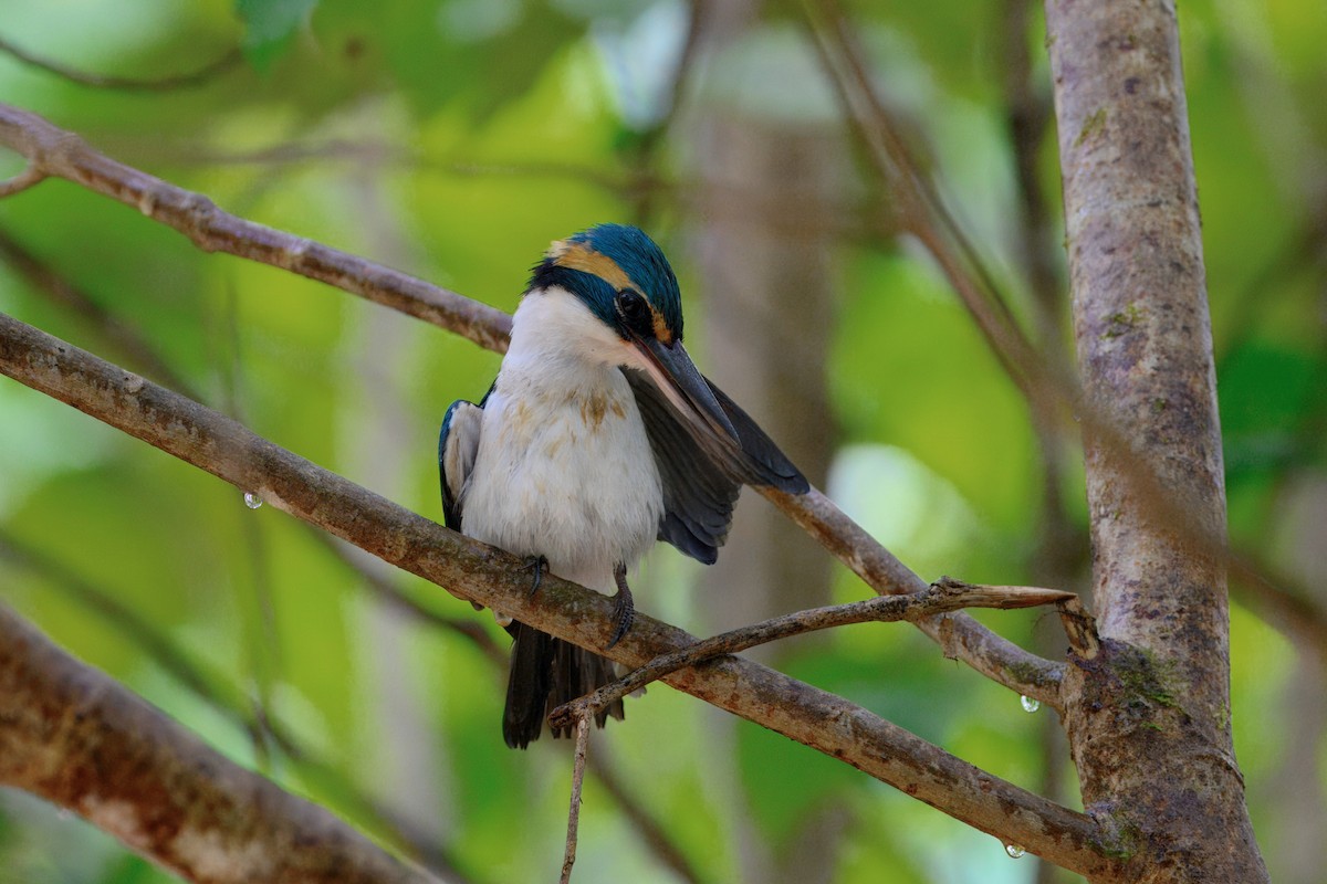 Pasifik Yalıçapkını - ML644021924