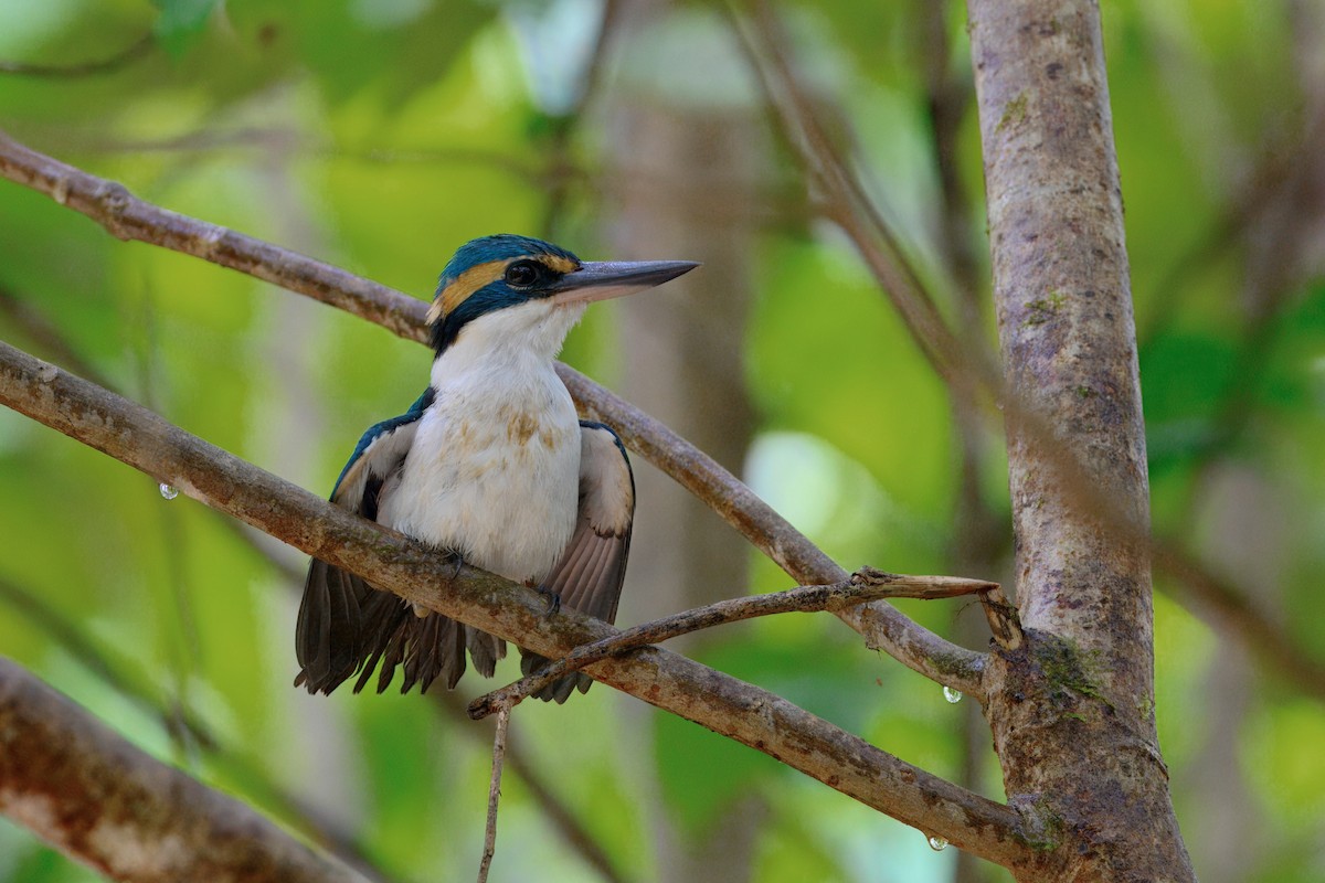 Pasifik Yalıçapkını - ML644021926