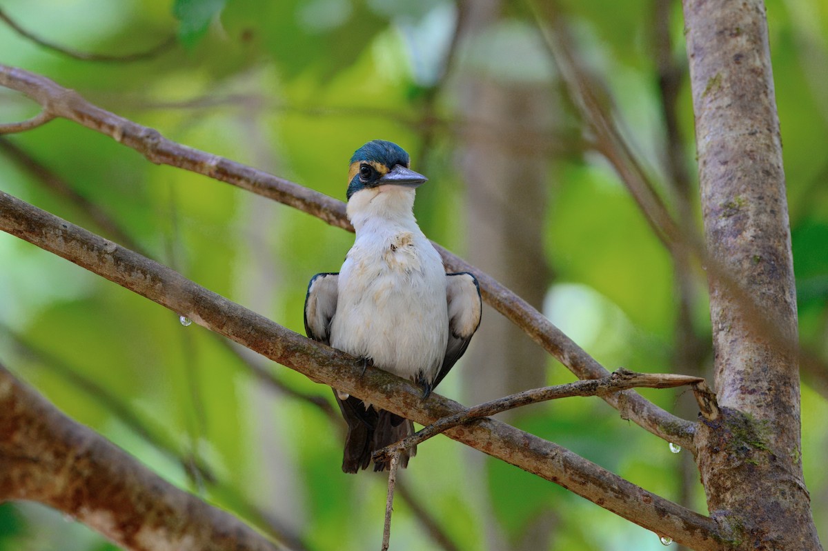 Pasifik Yalıçapkını - ML644021927