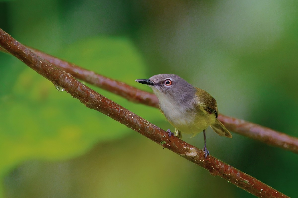 Rennell Gerygone - ML644021936