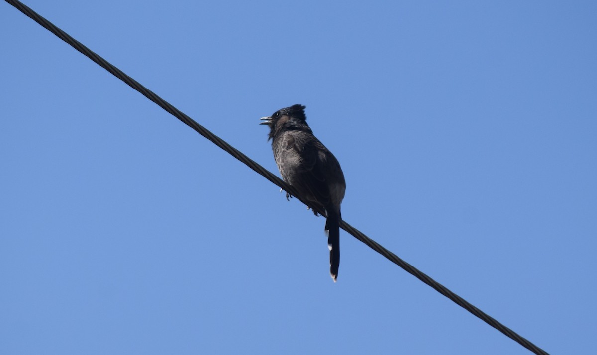 Red-vented Bulbul - ML644021941