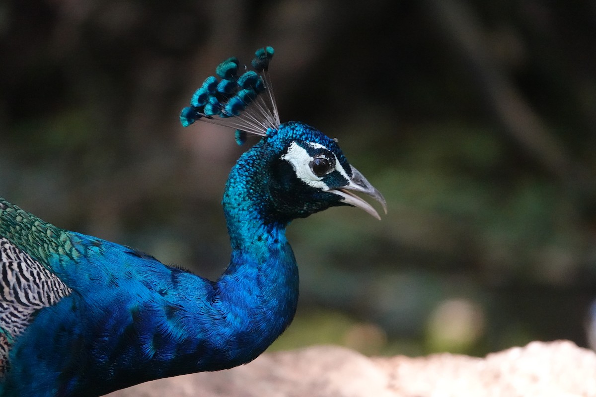 Indian Peafowl - ML644021949