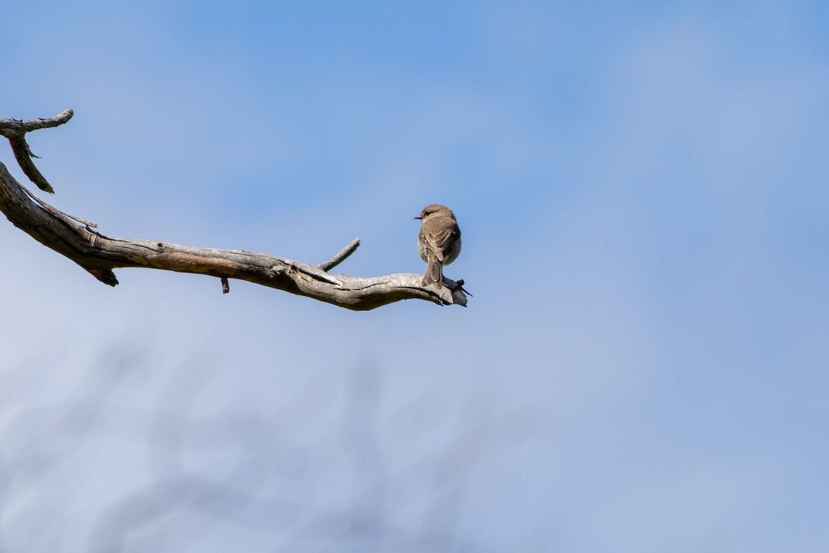 Dusky Robin - ML644021955