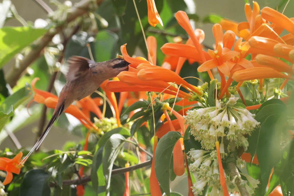 Planalto Hermit - ML644021975
