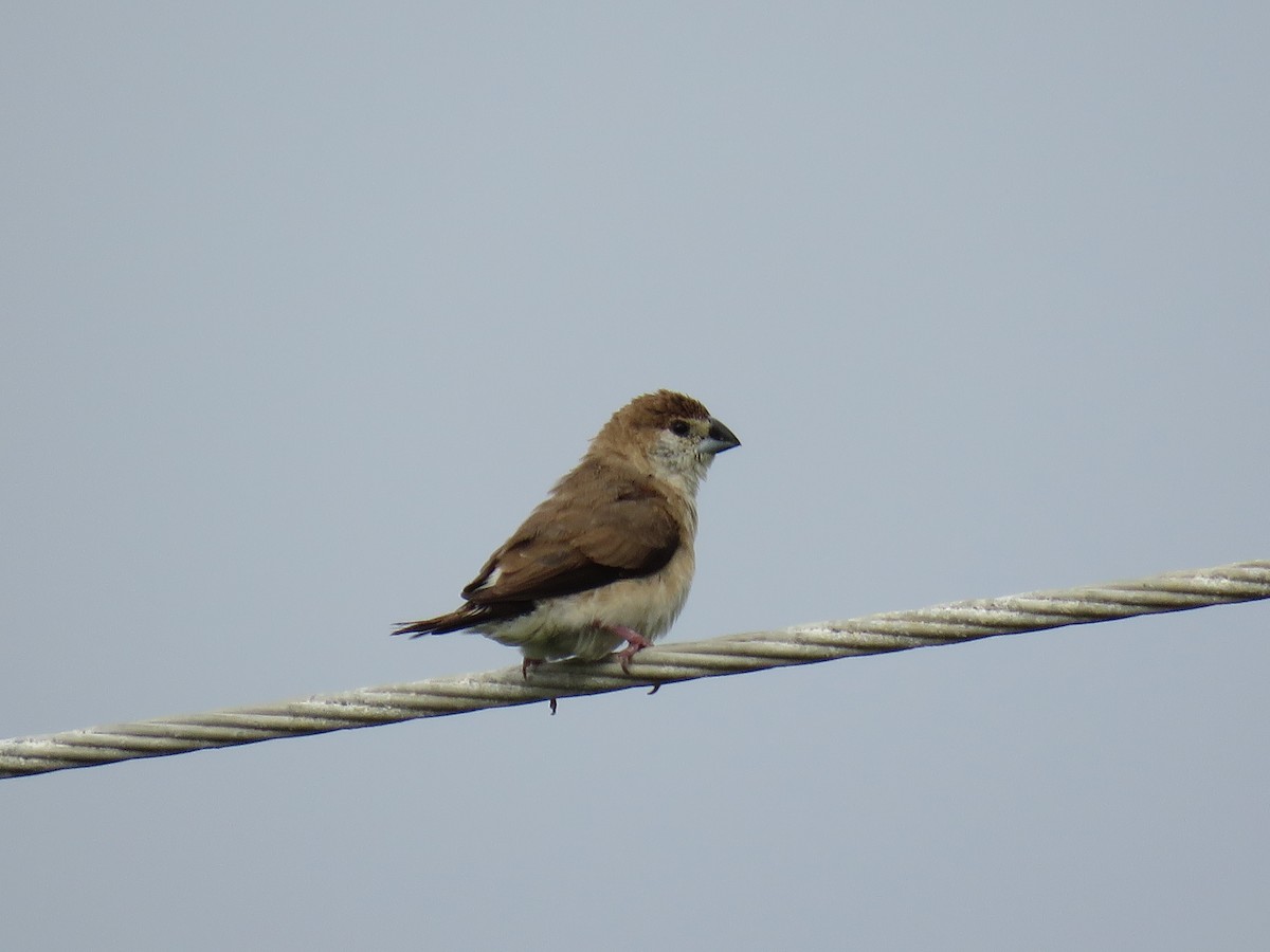 Indian Silverbill - ML644021994