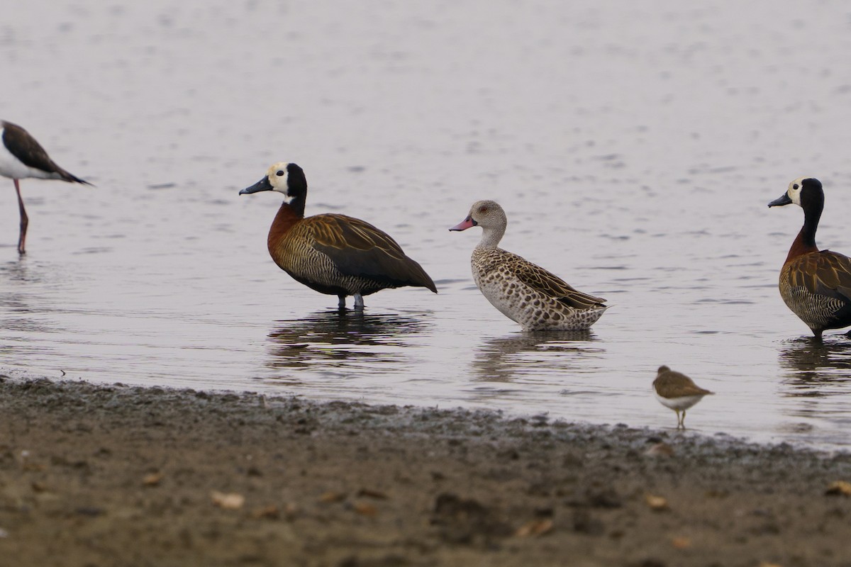 アカハシコガモ - ML644021998