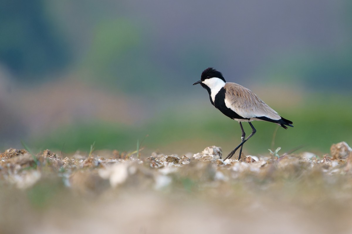 Spur-winged Lapwing - ML644021999