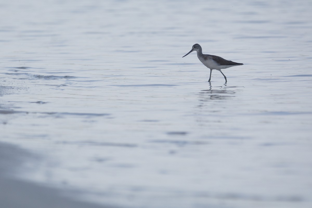 Common Greenshank - ML644022005