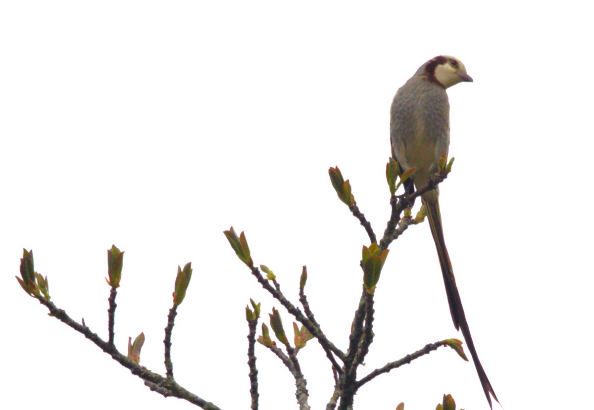 Streamer-tailed Tyrant - ML644022010