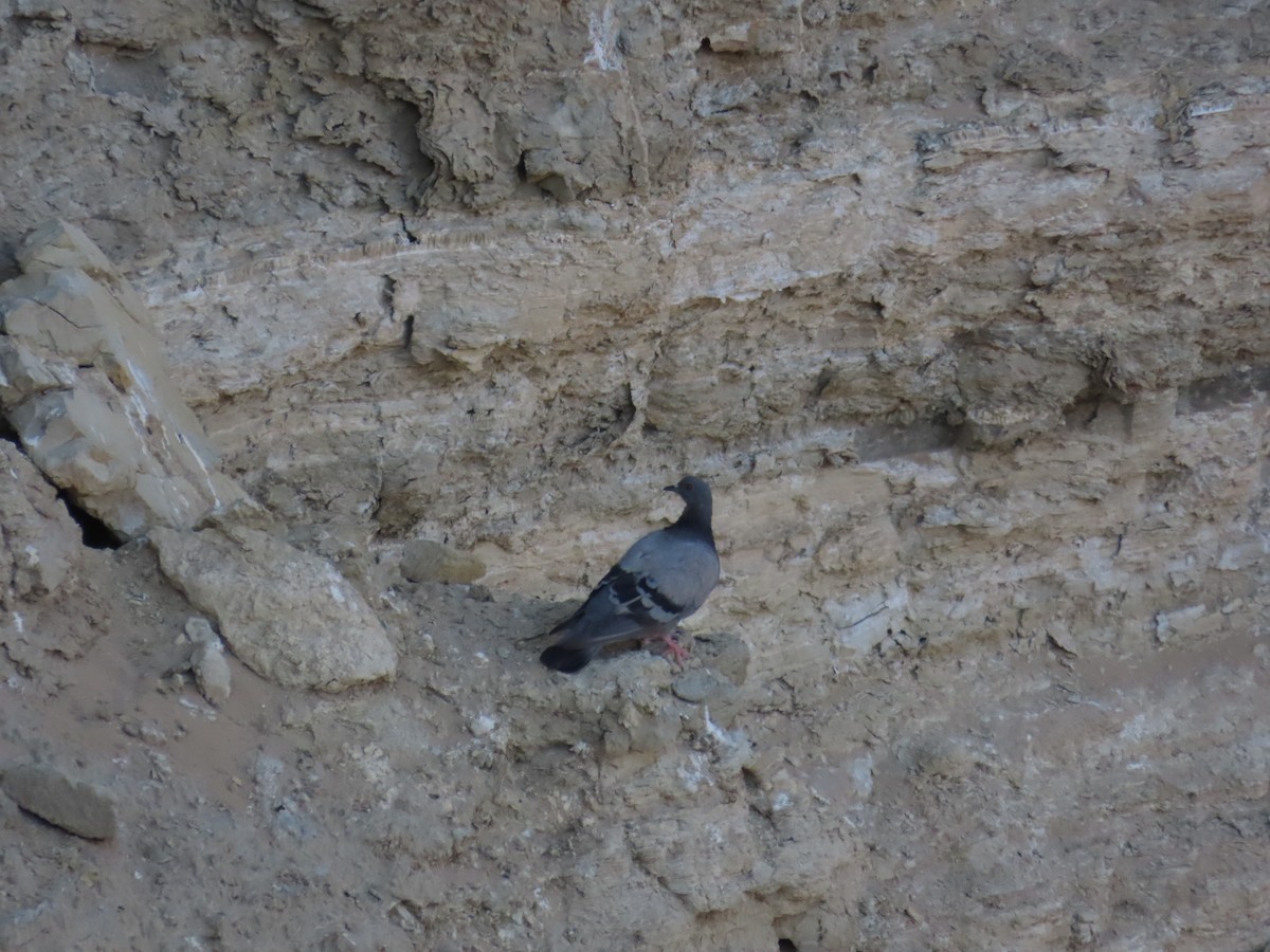 Rock Pigeon - ML644022011