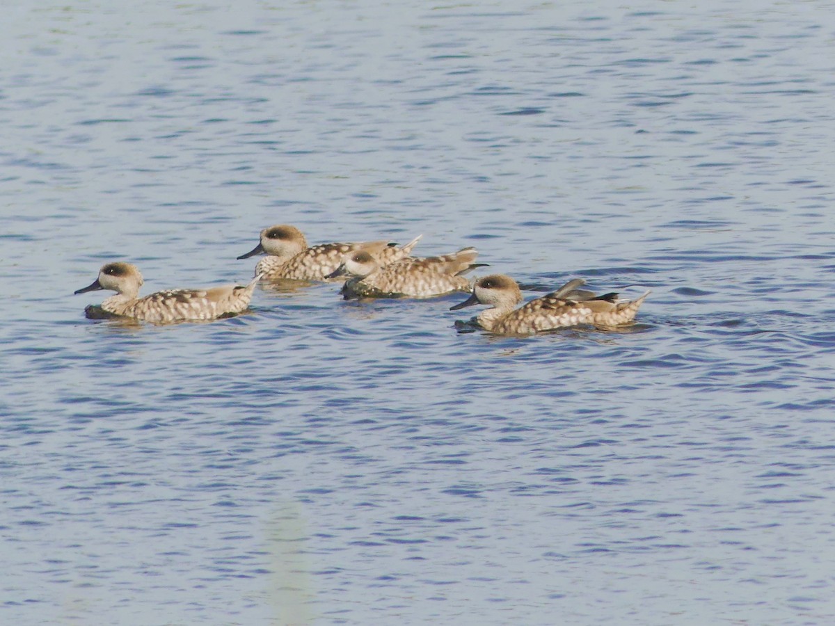 Marbled Duck - ML644022012