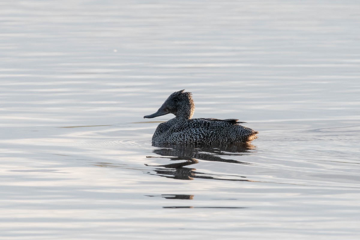 Freckled Duck - ML644022013
