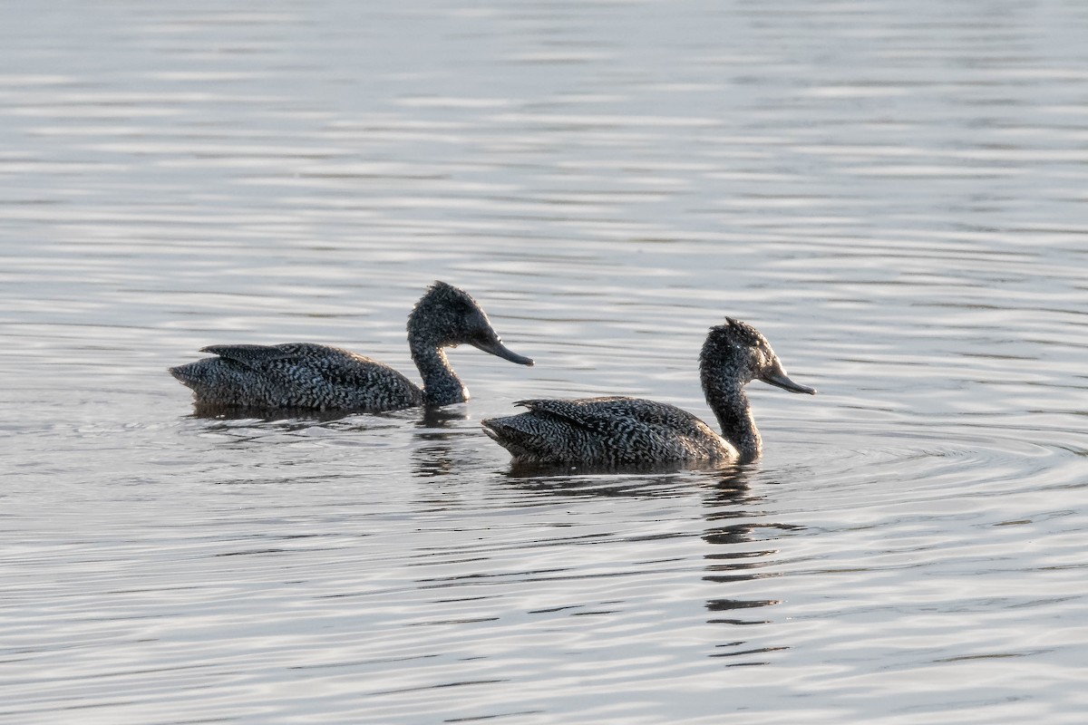Freckled Duck - ML644022014