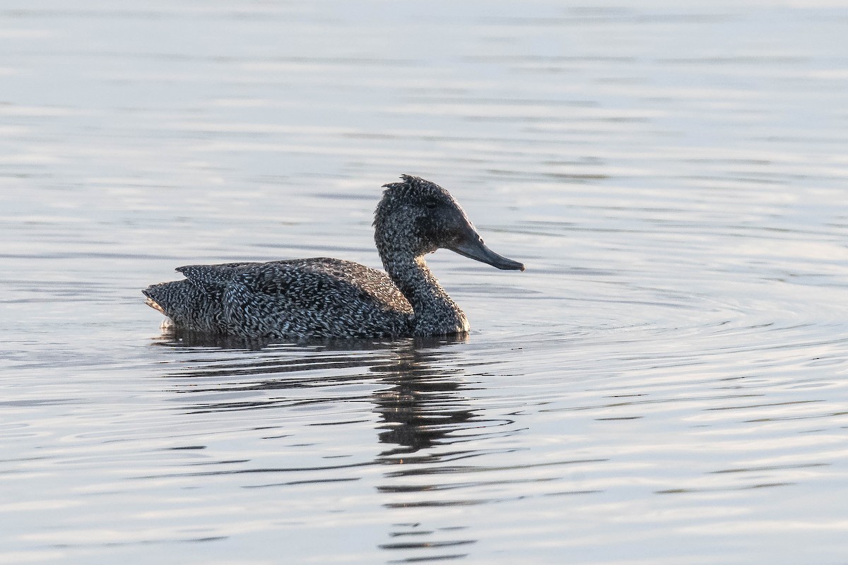 Freckled Duck - ML644022015