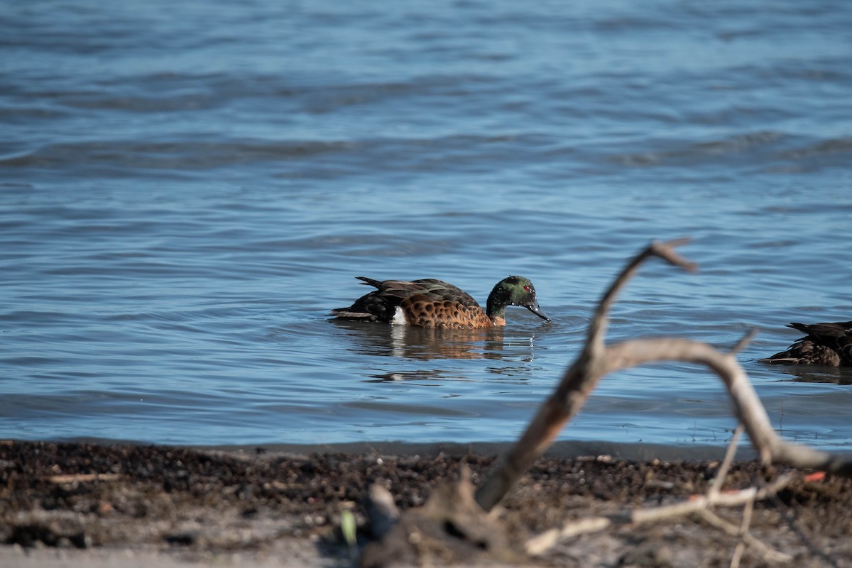 Chestnut Teal - ML644022017