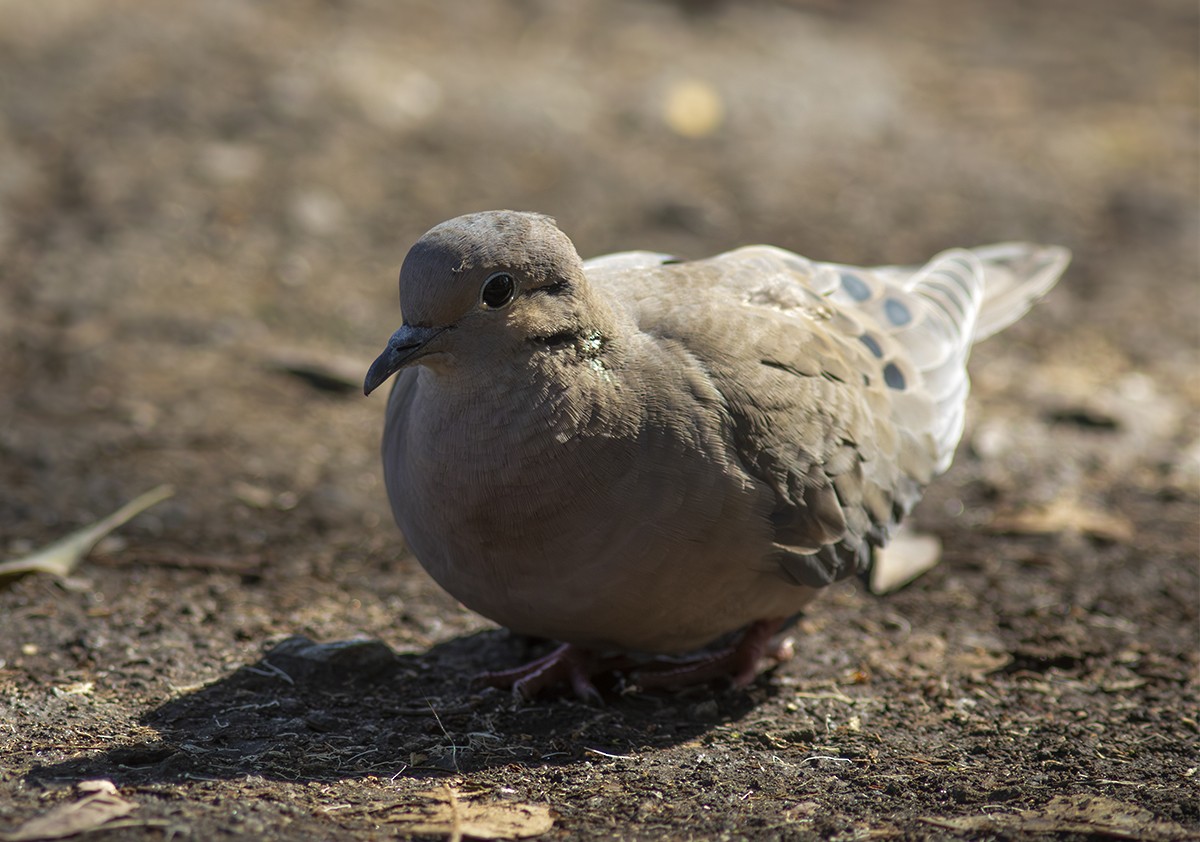 Eared Dove - ML644022018