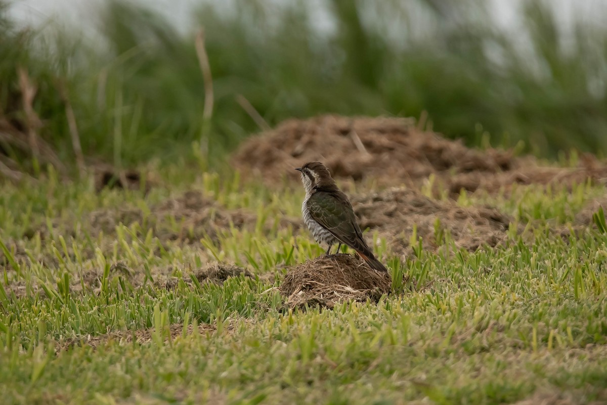 Horsfield's Bronze-Cuckoo - ML644022020