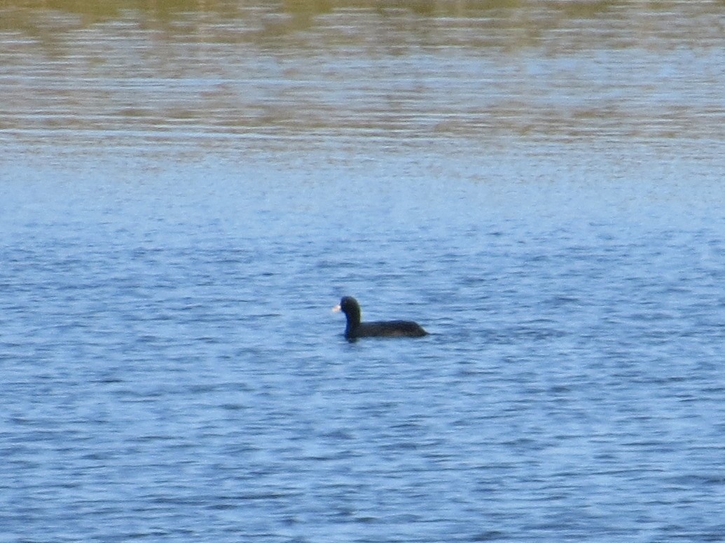 Eurasian Coot - ML644022021