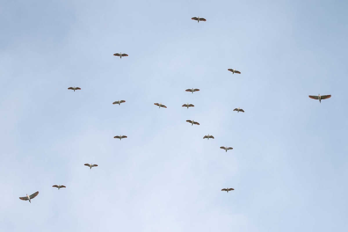 Nankeen Night Heron - ML644022025