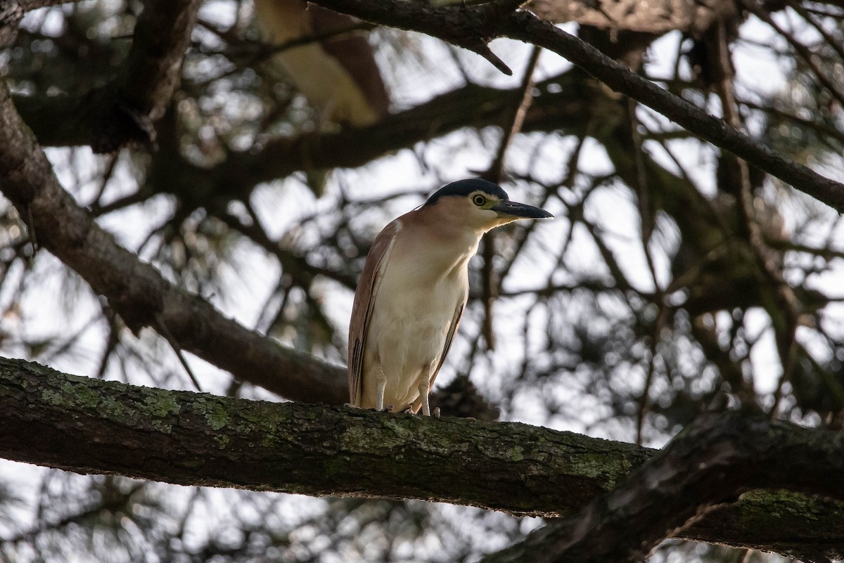 Nankeen Night Heron - ML644022027