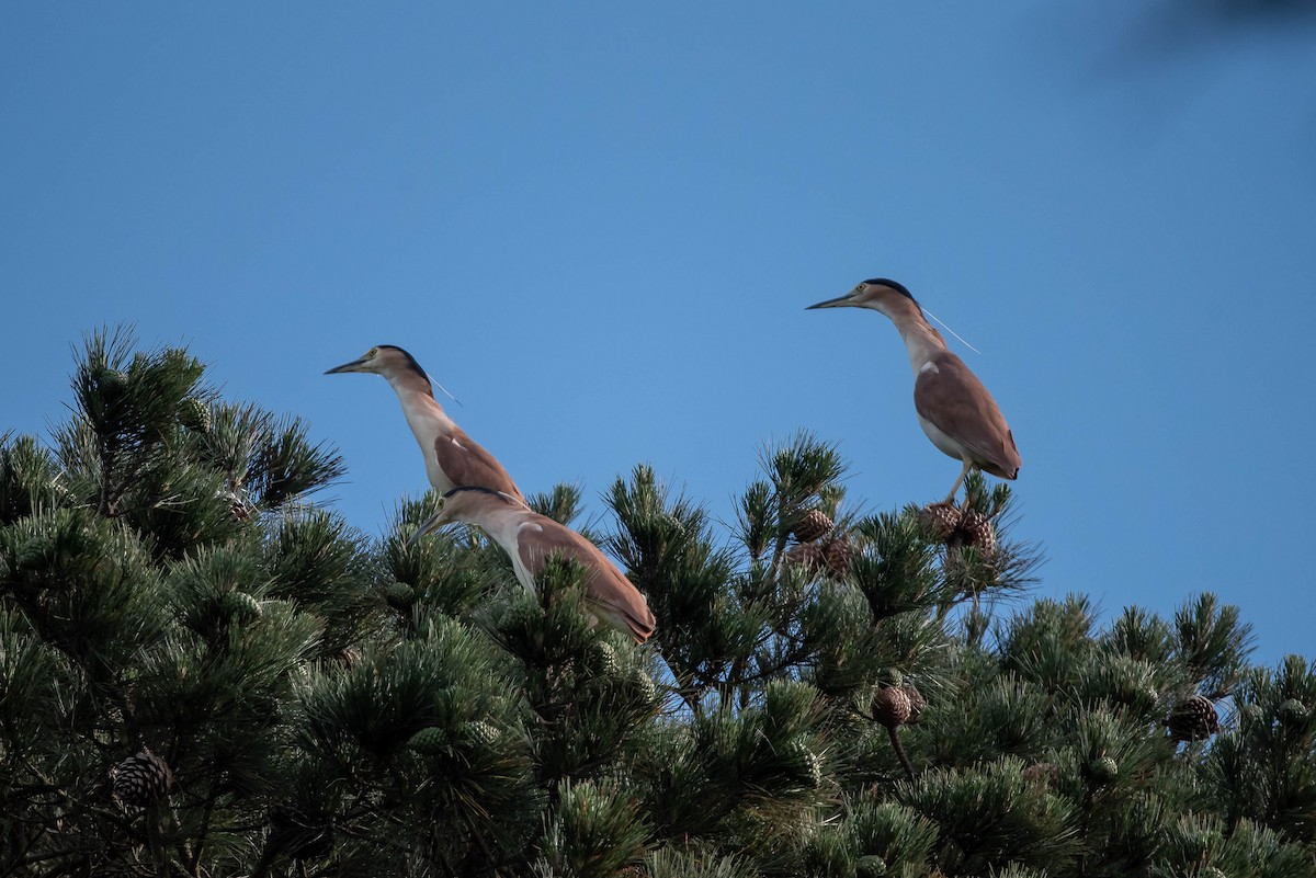 Nankeen Night Heron - ML644022029