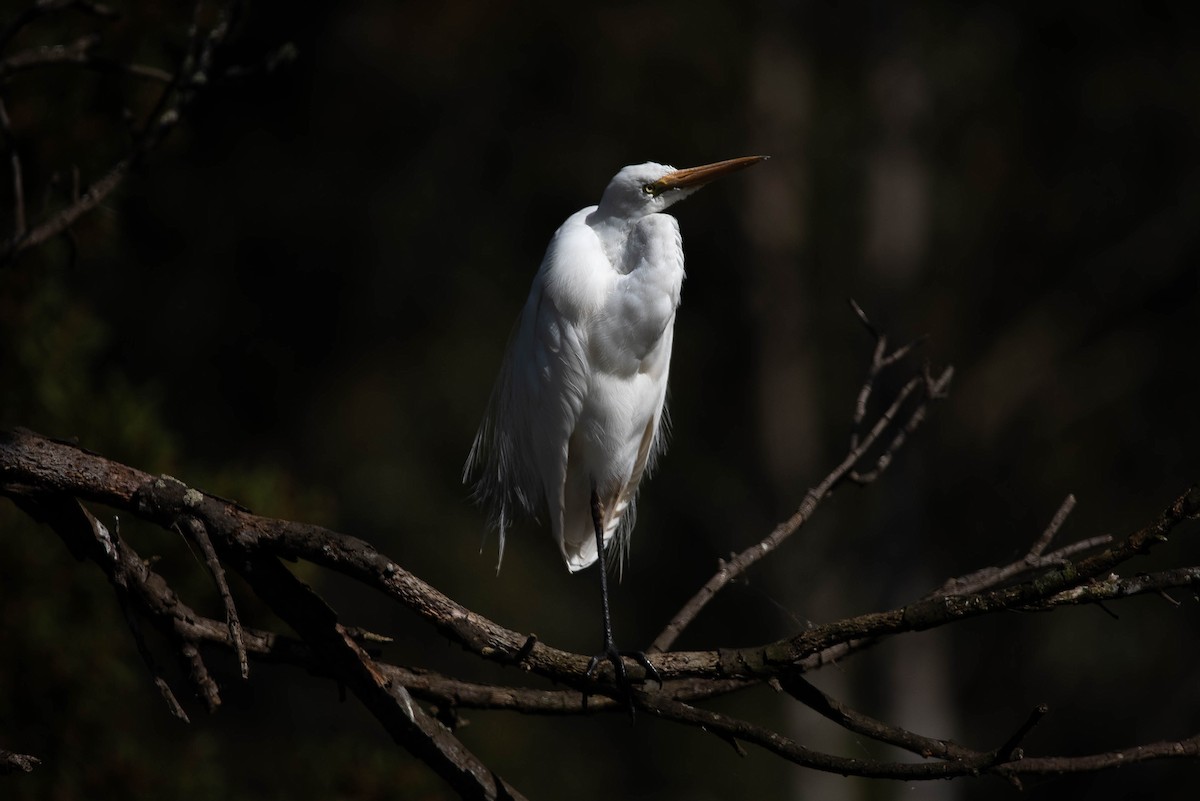 Great Egret (modesta) - ML644022032