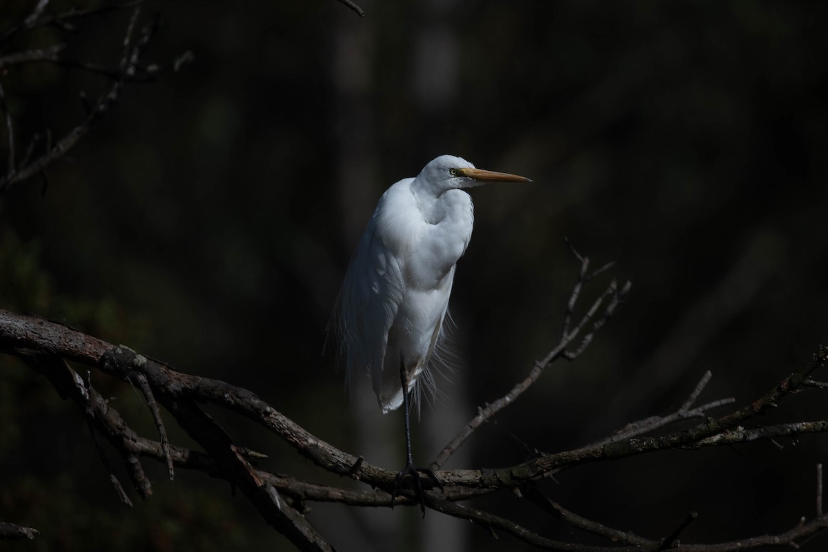 Great Egret (modesta) - ML644022033