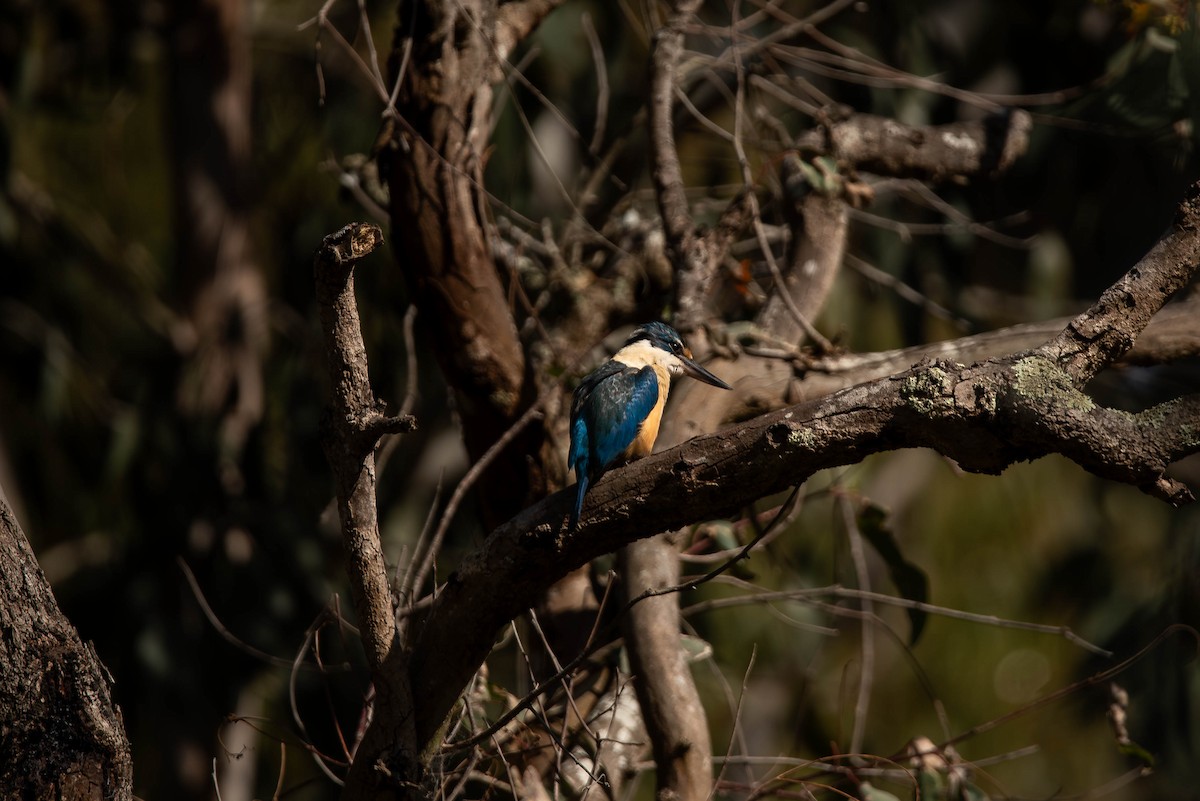Sacred Kingfisher (Australasian) - ML644022035