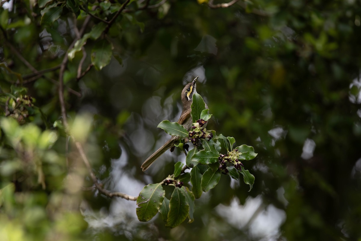 Yellow-faced Honeyeater - ML644022036