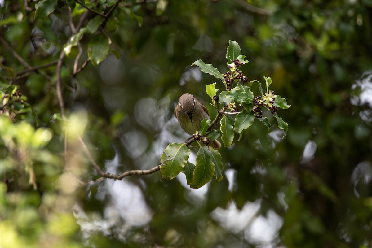 Yellow-faced Honeyeater - ML644022037