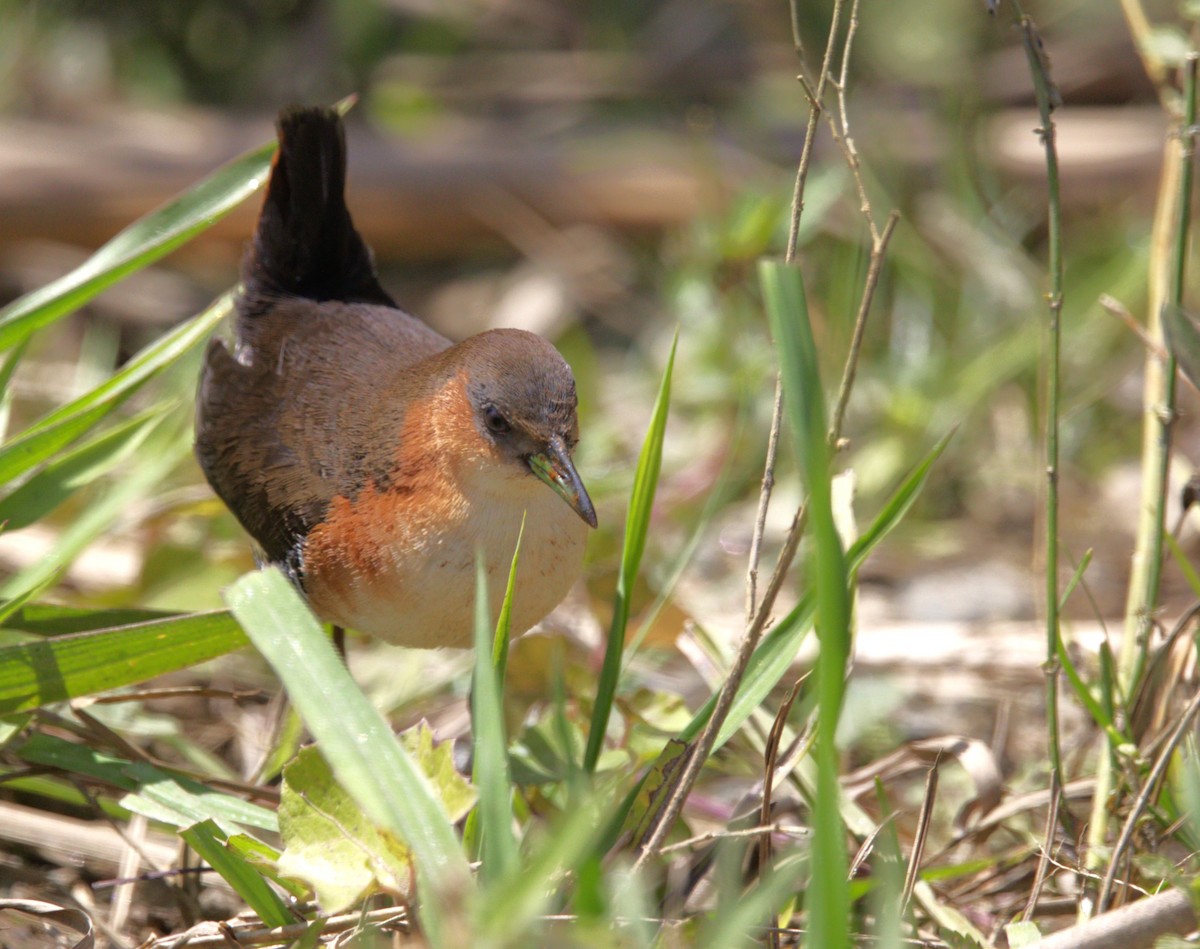 Rufous-sided Crake - ML644022038