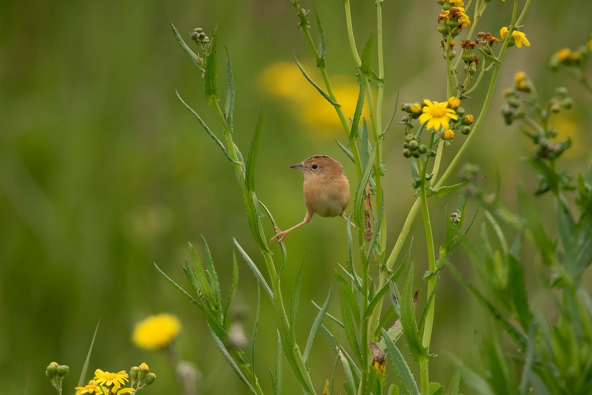 Golden-headed Cisticola - ML644022041