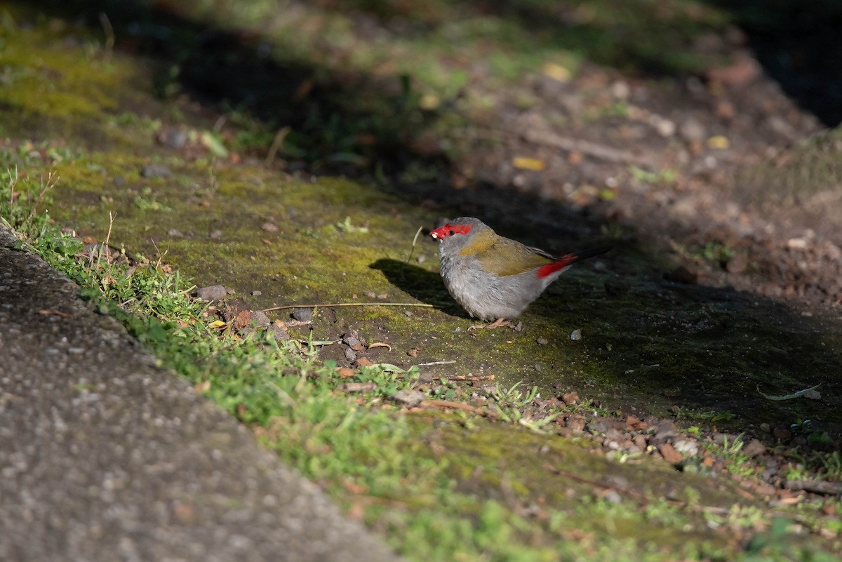 Red-browed Firetail - ML644022043