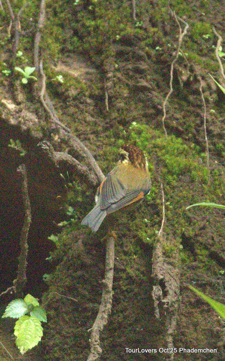 Rufous-winged Fulvetta - ML644022052