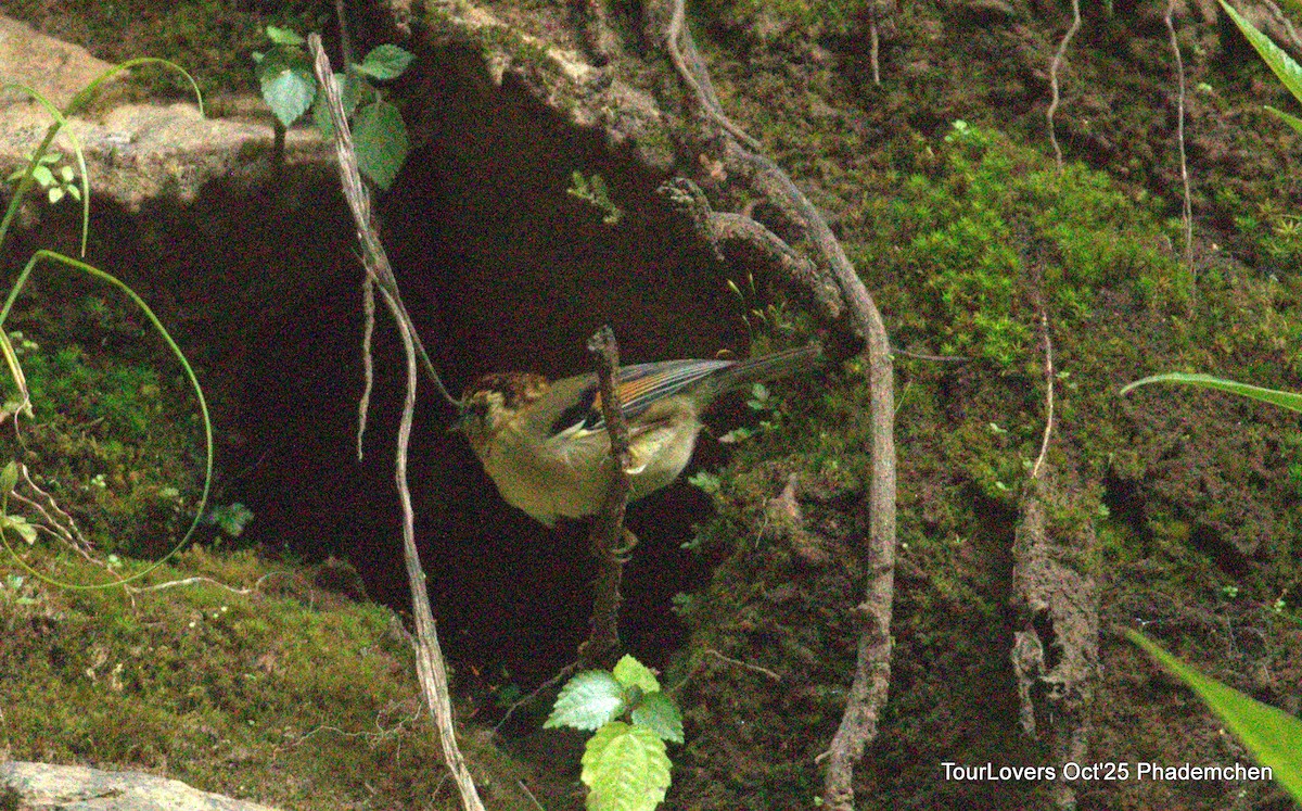 Rufous-winged Fulvetta - ML644022053