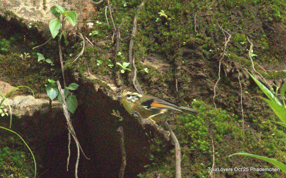 Rufous-winged Fulvetta - ML644022054