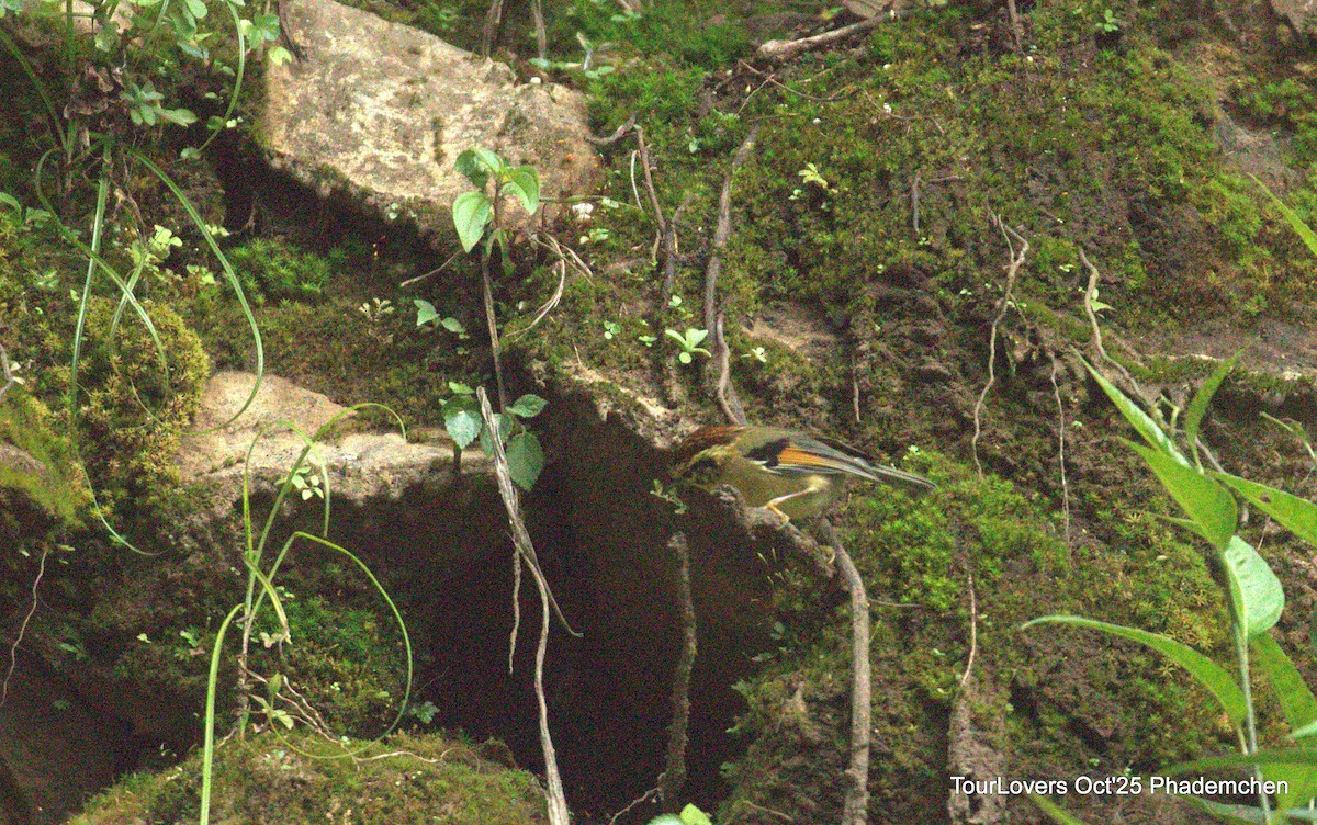 Rufous-winged Fulvetta - ML644022055