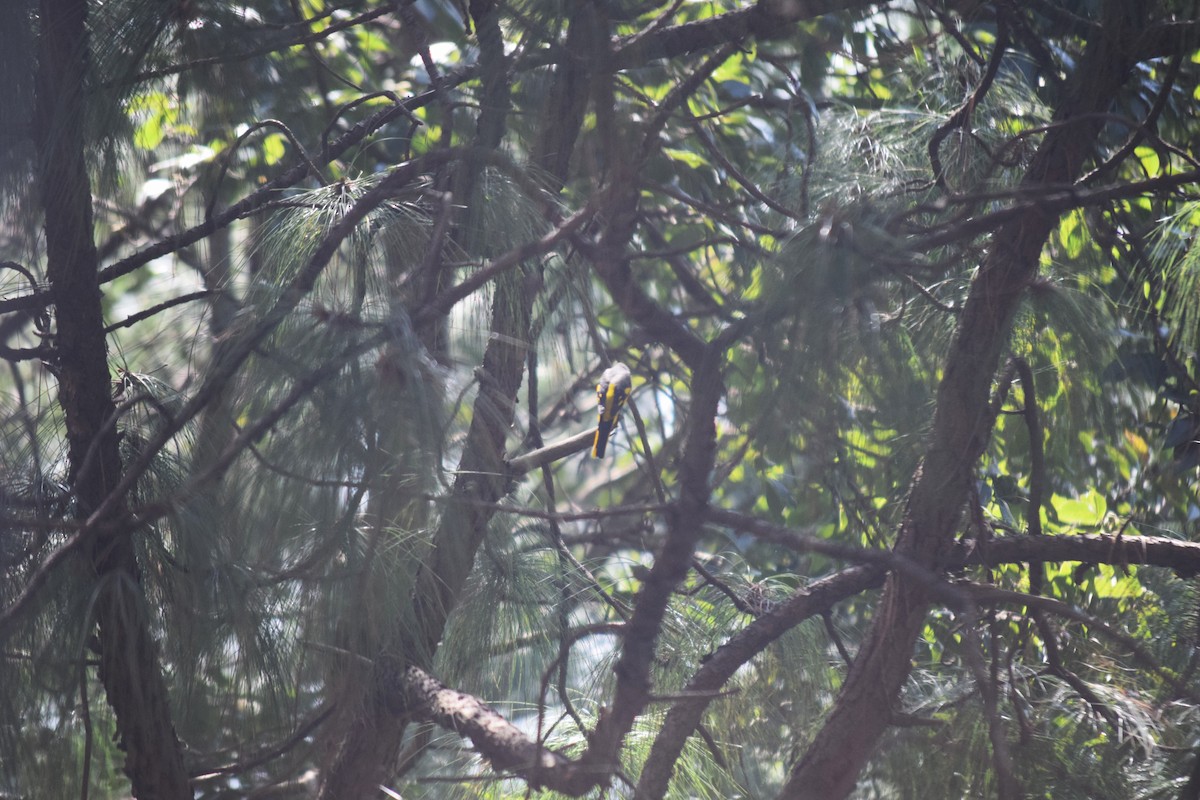 Scarlet Minivet - ML644022058