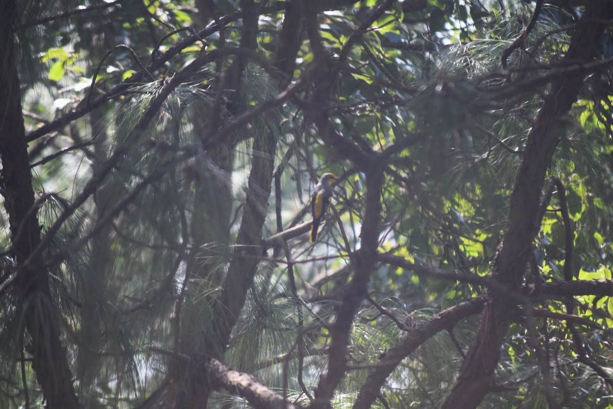Scarlet Minivet - ML644022059