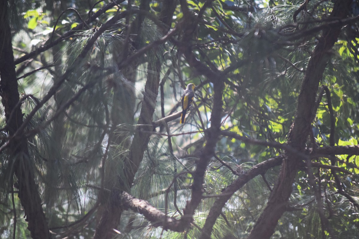 Scarlet Minivet - ML644022060