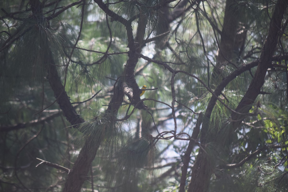 Scarlet Minivet - ML644022061
