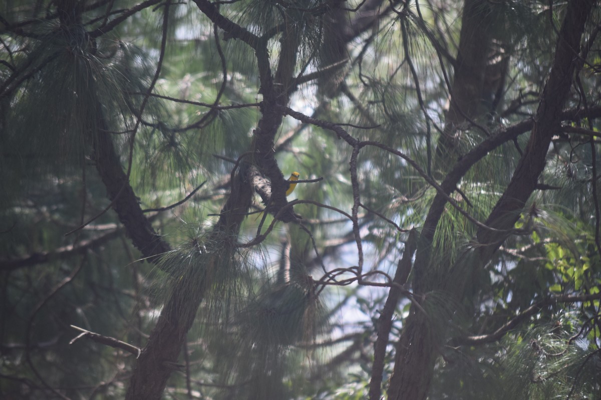 Scarlet Minivet - ML644022062