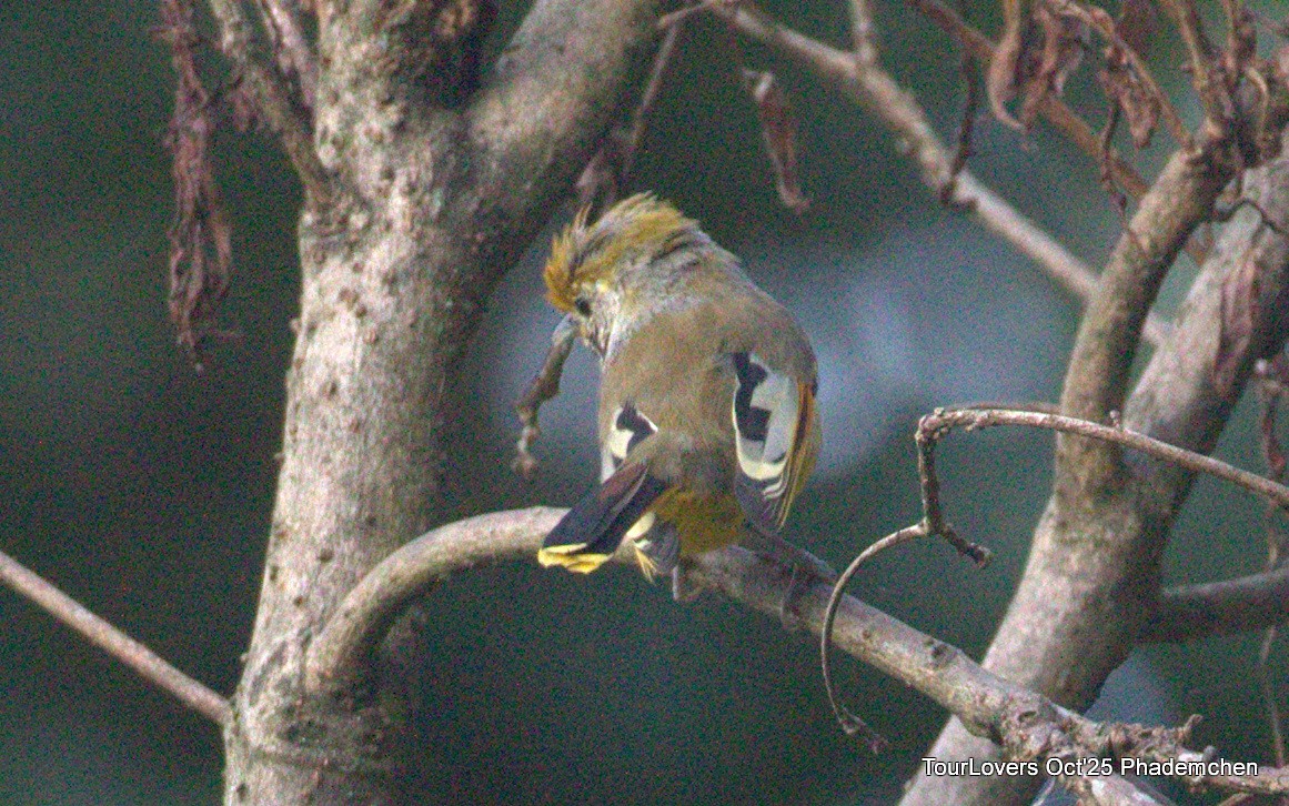 Chestnut-tailed Minla - ML644022064