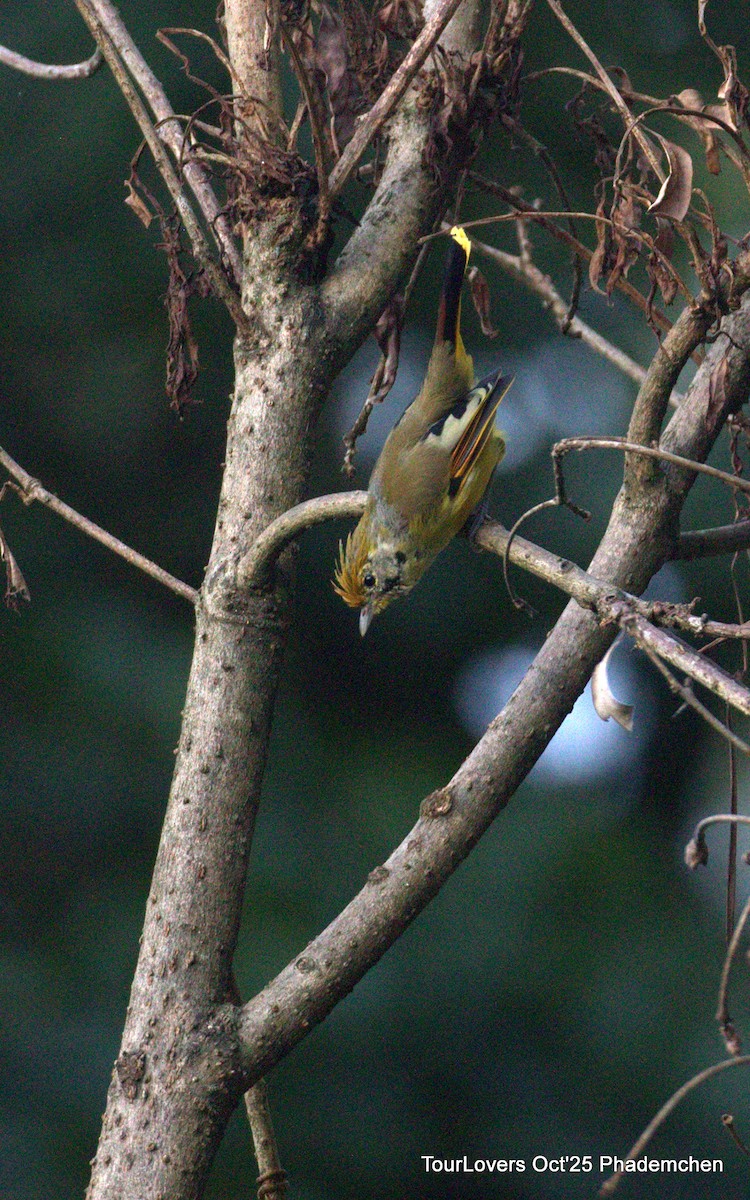 Chestnut-tailed Minla - ML644022065