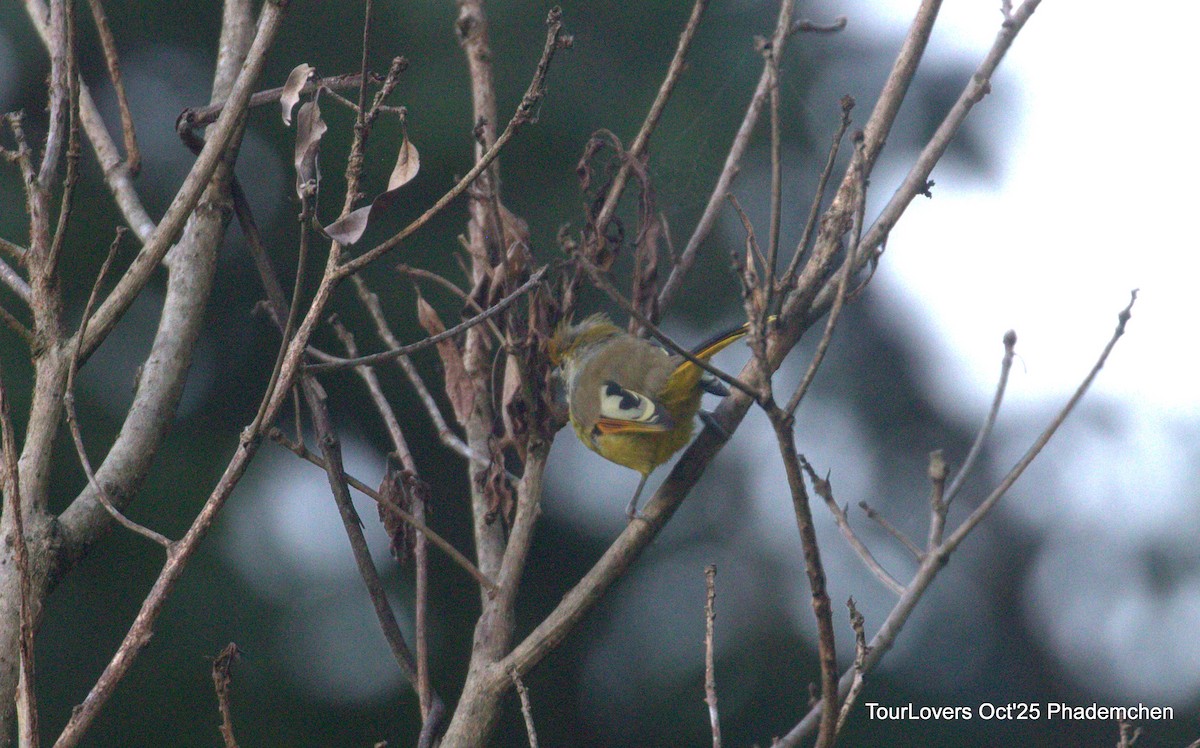 Chestnut-tailed Minla - ML644022066