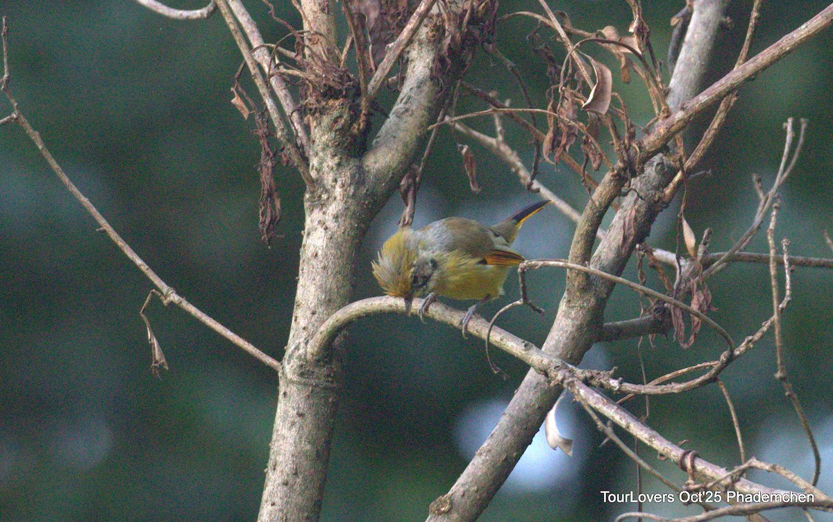 Chestnut-tailed Minla - ML644022067