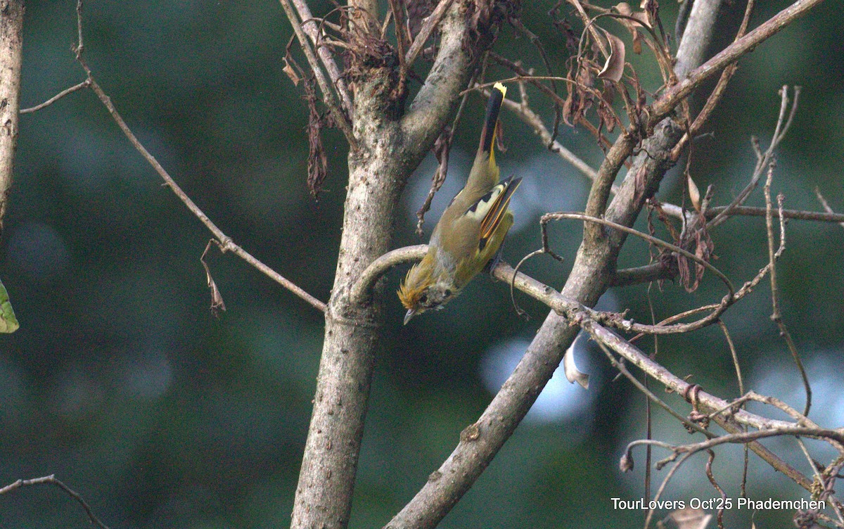 Chestnut-tailed Minla - ML644022068