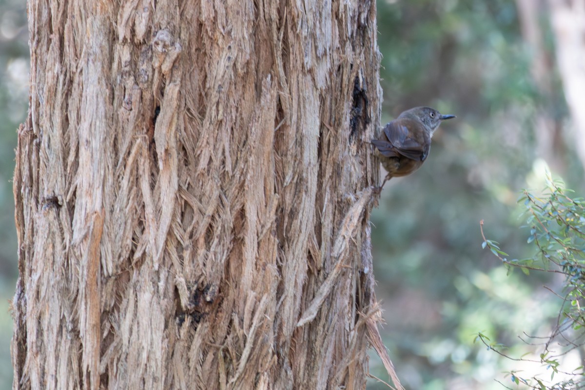 Tasmanian Scrubwren - ML644022071